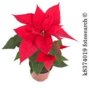182x179 Poinsettia Images And Stock Photos. 10,081 Poinsettia Photography