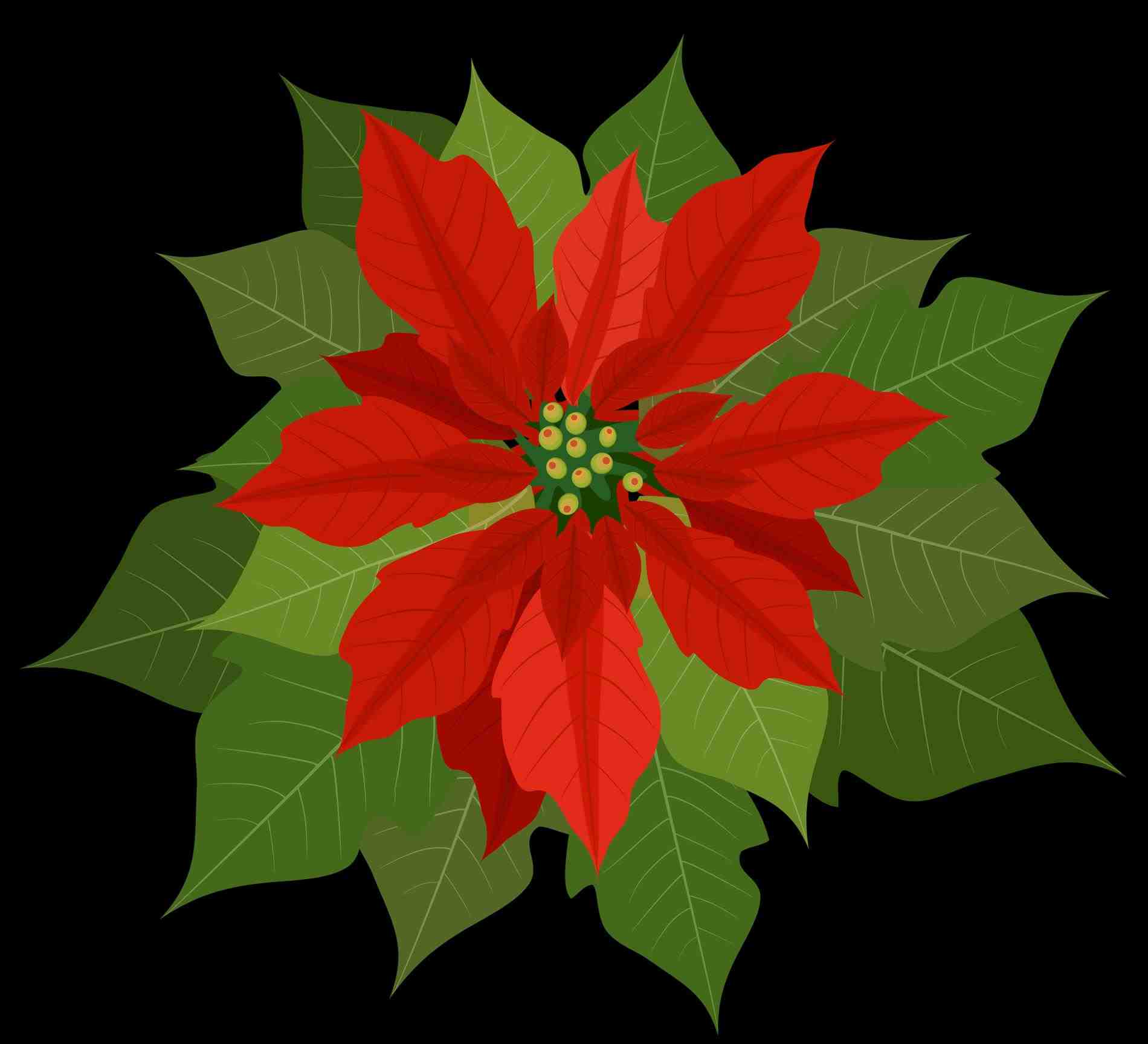 1900x1729 Poinsettia Vector Set Christmas Poinsettias Clipart Decorations