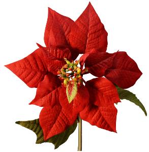 293x299 Poinsettia Is Decembers Flower Is Known For Its Striking Red