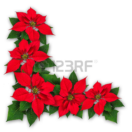 450x450 Red Poinsettia Flower Decoration, Euphorbia Pulcherrima, Christmas