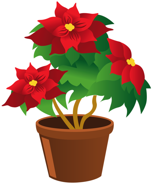 499x600 Forgetmenot Christmas Flowers Poinsettia