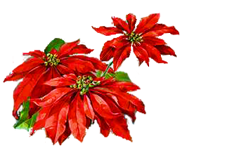 330x215 Pictures Of Poinsettia