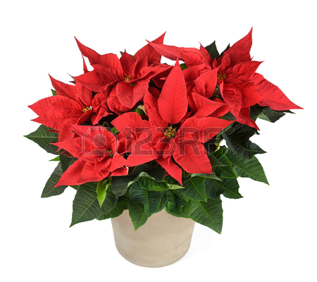 450x400 Poinsettia Flower Images Amp Stock Pictures. Royalty Free Poinsettia