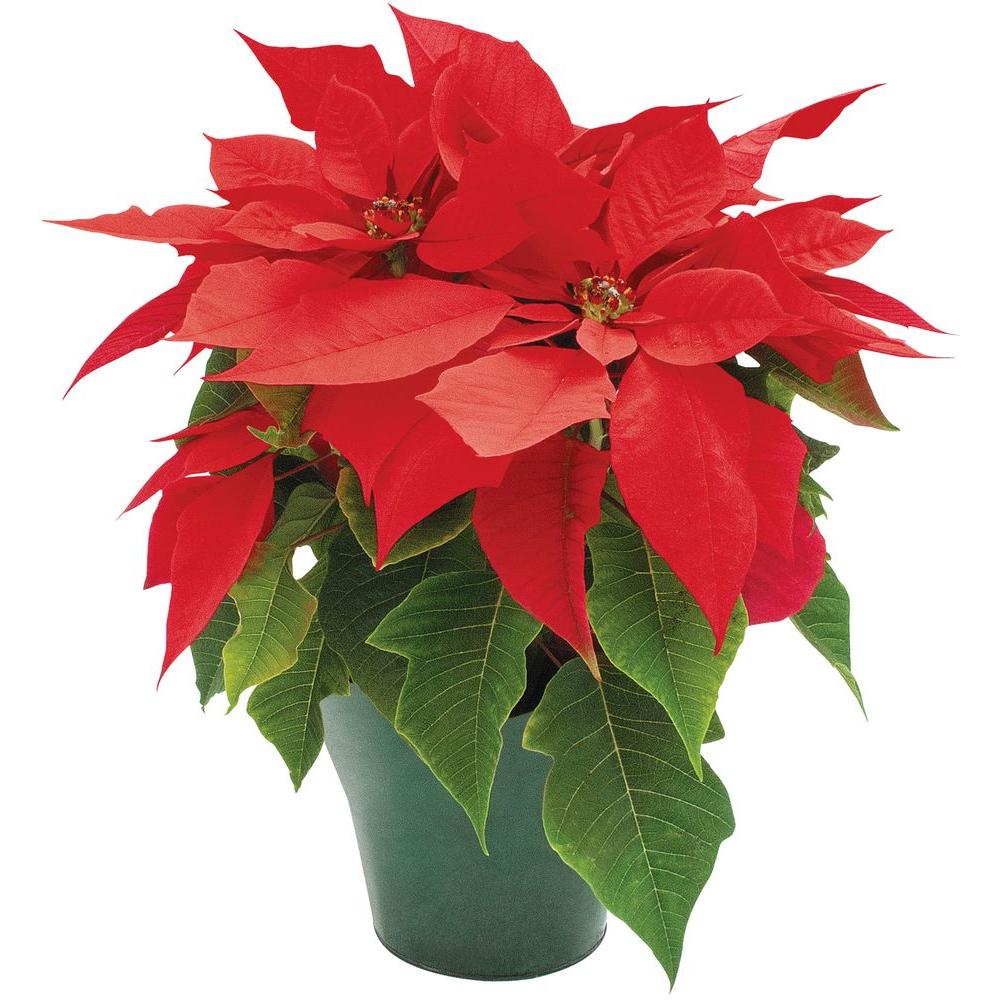 1000x1000 4 In. Live Poinsettia (In Store Only) 4inp2013