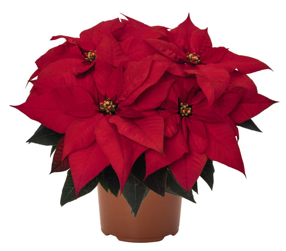 960x845 5 Ways To Tie Poinsettias To Lifestyle Trends For Increased Sales
