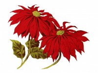 200x150 Red Poinsettia Flowers Clipart Free Stock Photo