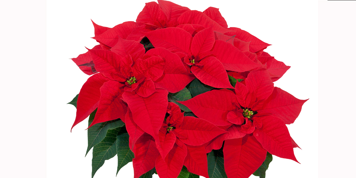 1200x600 Selecta One