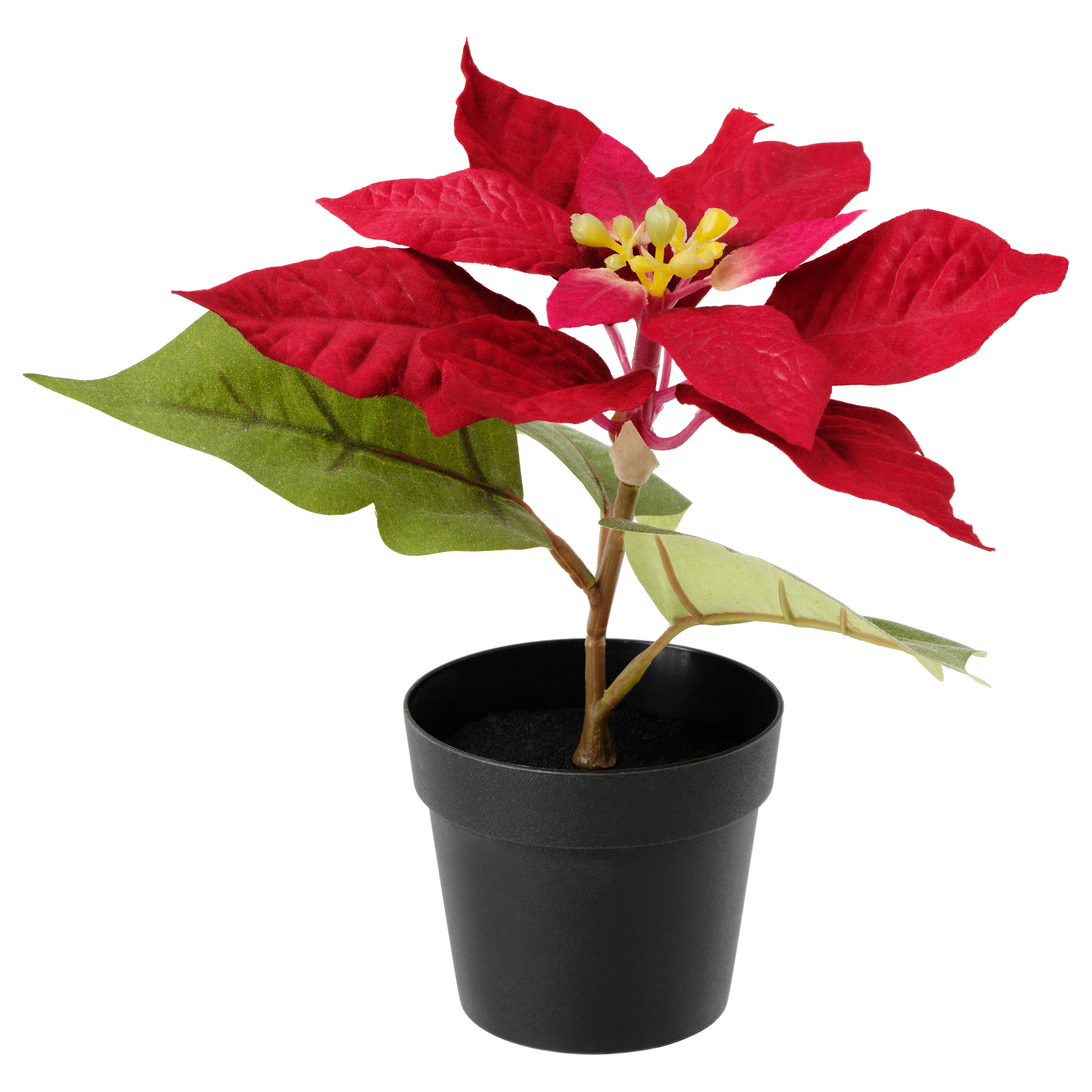 2000x2000 Christmas Plants, Trees Amp Poinsettias Ikea Ireland