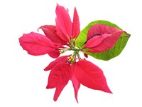 200x150 Free Poinsettia Flower Stock Photo
