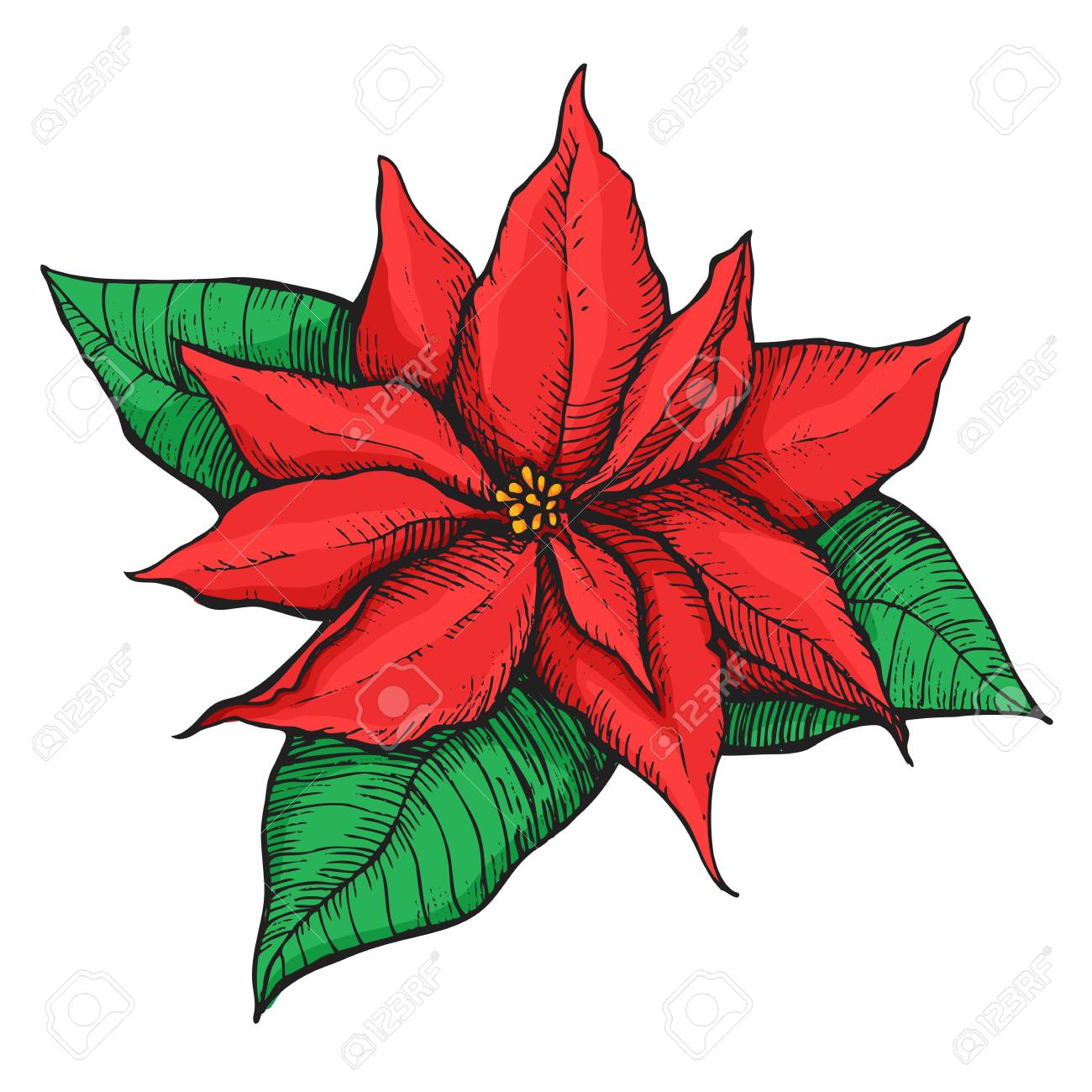1300x1300 Hand Drawn Poinsettia. Christmas Star. Christmas And Holiday