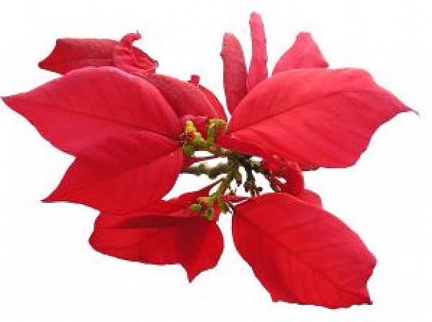 626x467 Poinsettia Photo Free Download