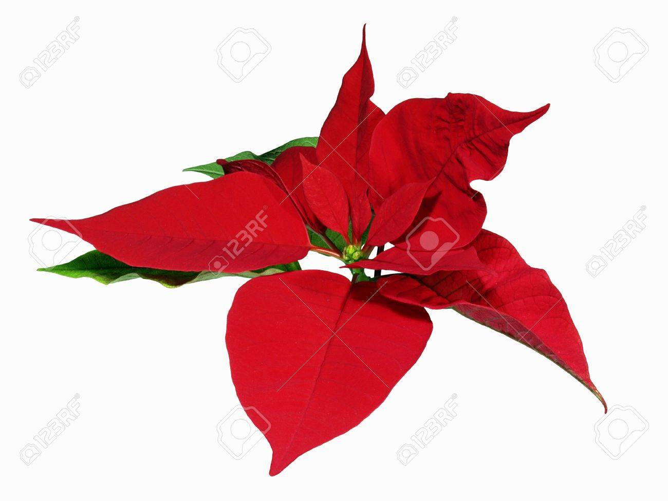 1300x975 Poinsettia Stock Photo, Picture And Royalty Free Image. Image 5989914.