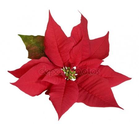 450x400 Poinsettias Stock Photos, Royalty Free Poinsettias Images