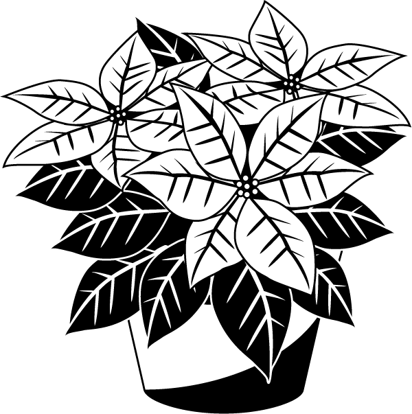 600x603 Poinsettia Clipart Free Black And White