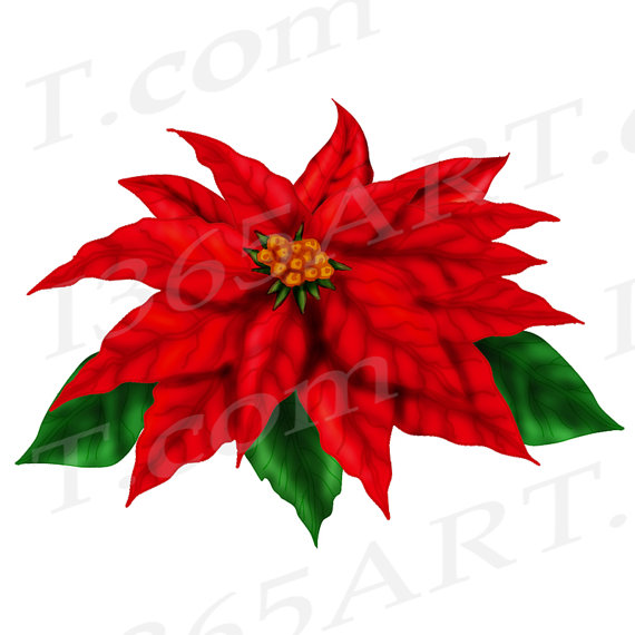 570x570 50% Off Poinsettia Clip Art Clipart Red Poinsettia Diy