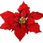 150x150 Tips On The Care Of Poinsettia Plants Pictures Of Poinsettias