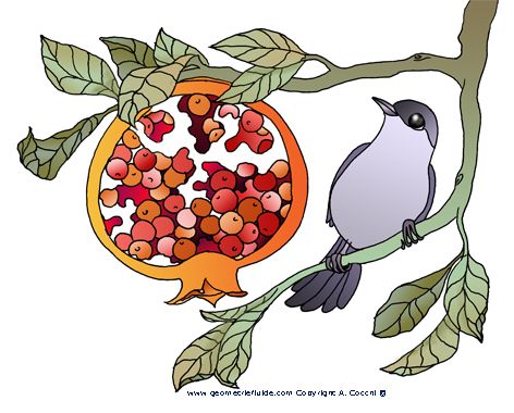 472x380 593 Best Images Pomegranates, Botanical