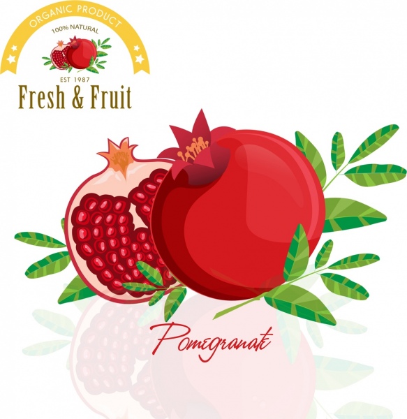 583x600 Pomegranate Vector Free Download Free Vector Download (52 Free