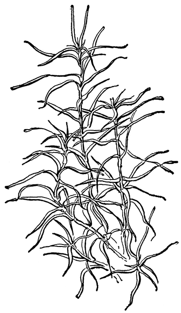 372x640 Pond Weed Clipart Etc