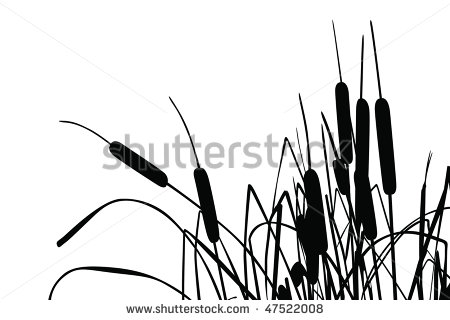 450x320 Cattails In Pond Clip Art Cliparts