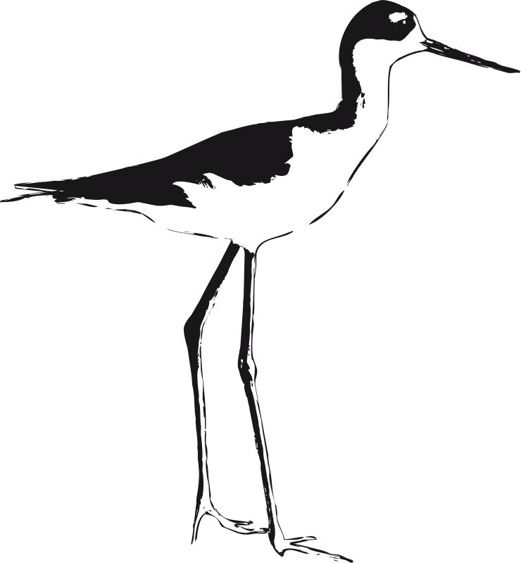 740x800 Free Clipart Black Necked Stilt Luchapress