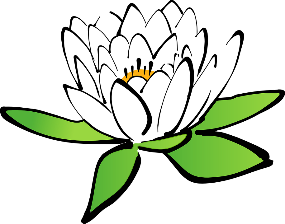 915x720 Lily Clipart Pond Plant