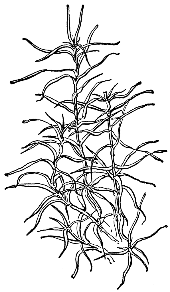 596x1024 Pond Weed Clipart Etc
