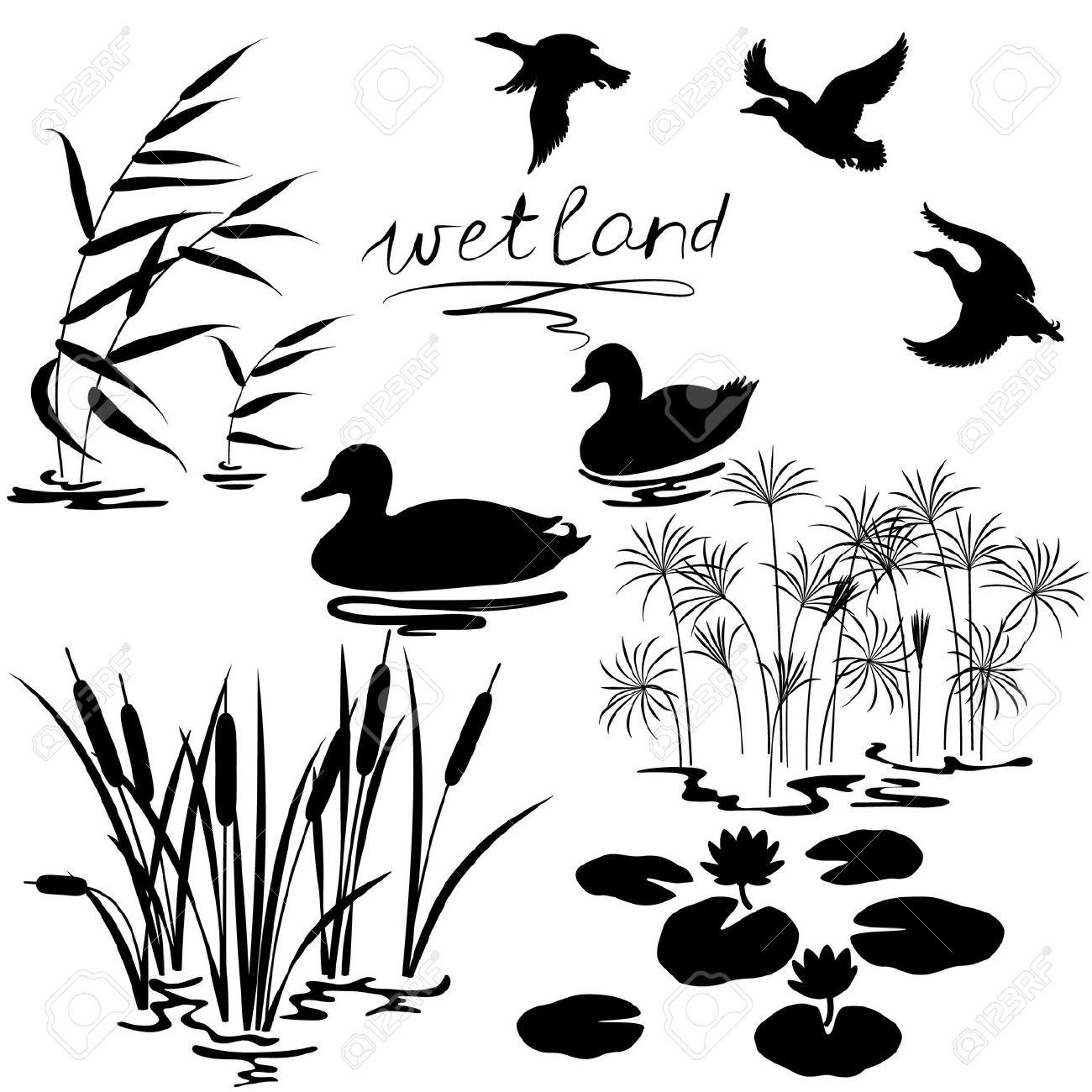 1300x1300 Reed Clipart Pond Plant