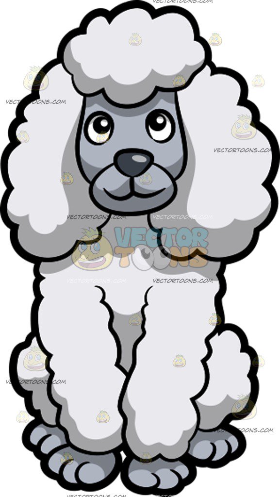 577x1024 A Cute White Standard Poodle Sitting Down Cartoon Clipart