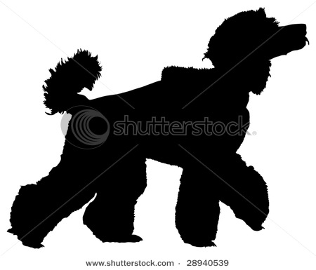 450x385 Picture Of Standard Poodle Walking With His Head Held High In