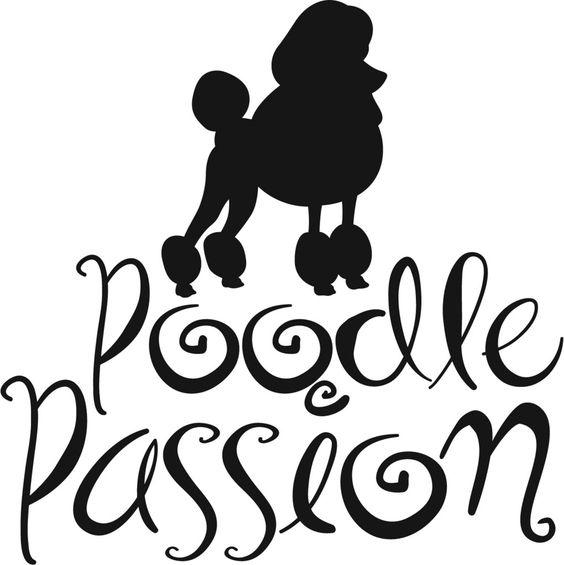 564x565 Poodle Clipart