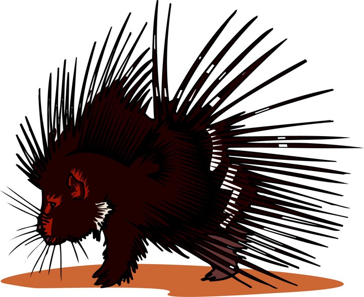 720x587 Porcupine Clipart