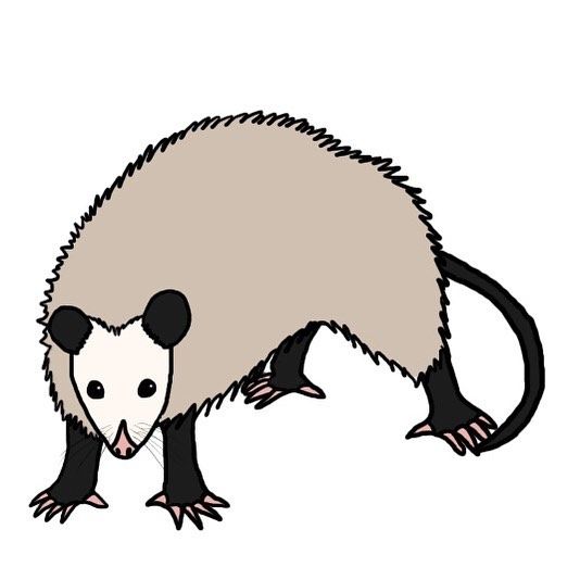 Possum Clipart | Free download on ClipArtMag