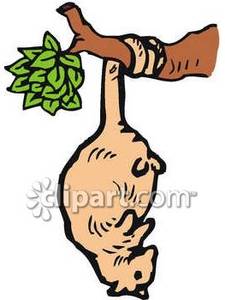 225x300 Possum In A Tree Clip Art Cliparts