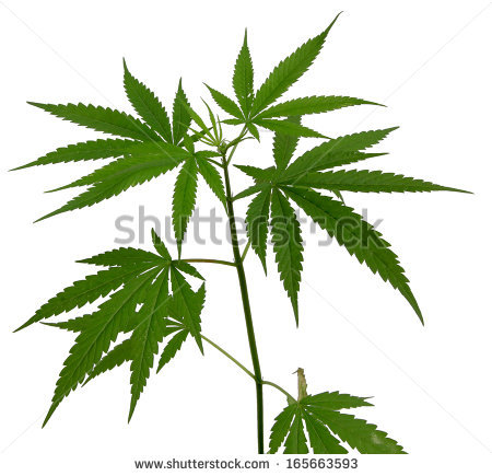 Pot Leaf Drawing | Free download on ClipArtMag