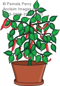 210x300 Art Illustration Of A Hot Chili Pepper Plant In A Pot