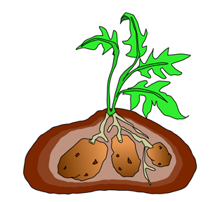 316x288 Potato Clip Art