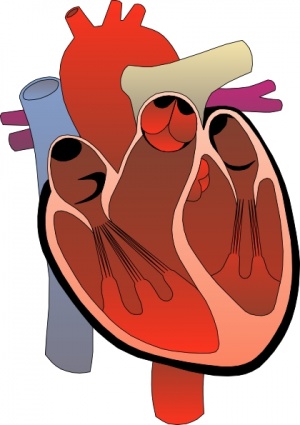 300x425 Heart Attack Clipart Clipart Panda