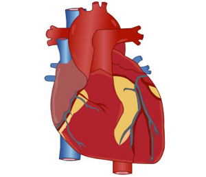 300x258 Internal Organs Clipart