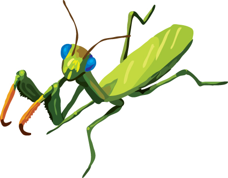 462x360 Best Mantis Clipart