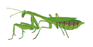 312x160 Top 94 Praying Mantis Clip Art