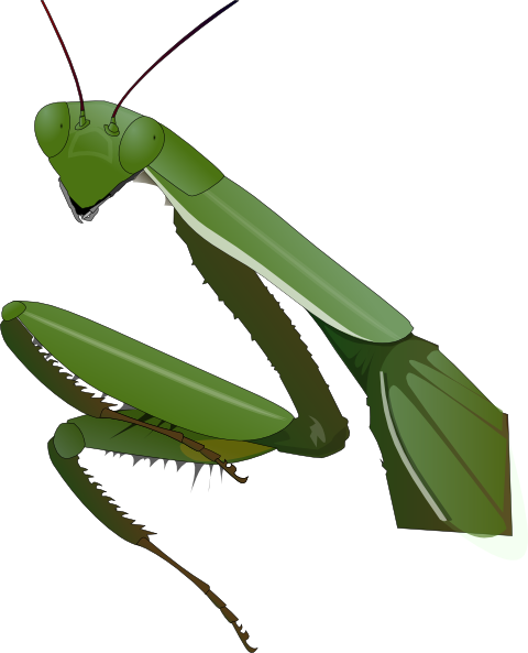 480x593 Praying Mantis Clip Art
