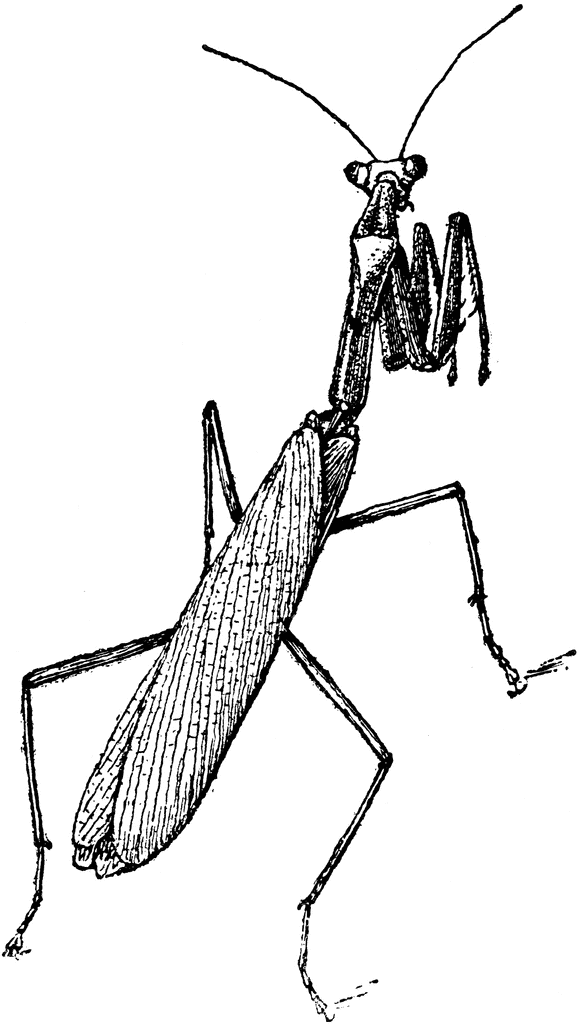 579x1024 Top 93 Praying Mantis Clipart
