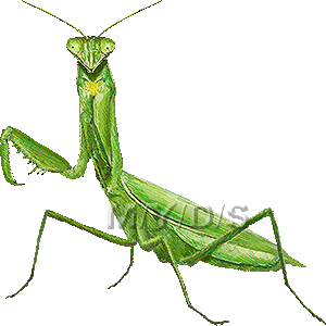 300x300 Praying Mantis Clip Art