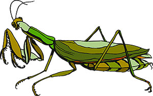 300x189 Praying Mantis Clipart