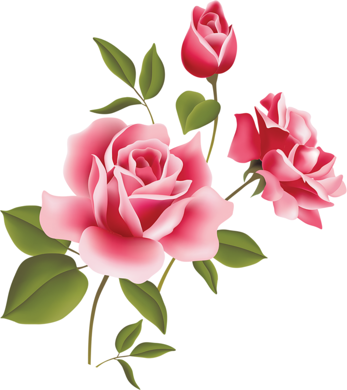 711x800 Free Pink Rose Clipart And Boarders