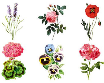 340x270 Vintage Rose Clipart Etsy