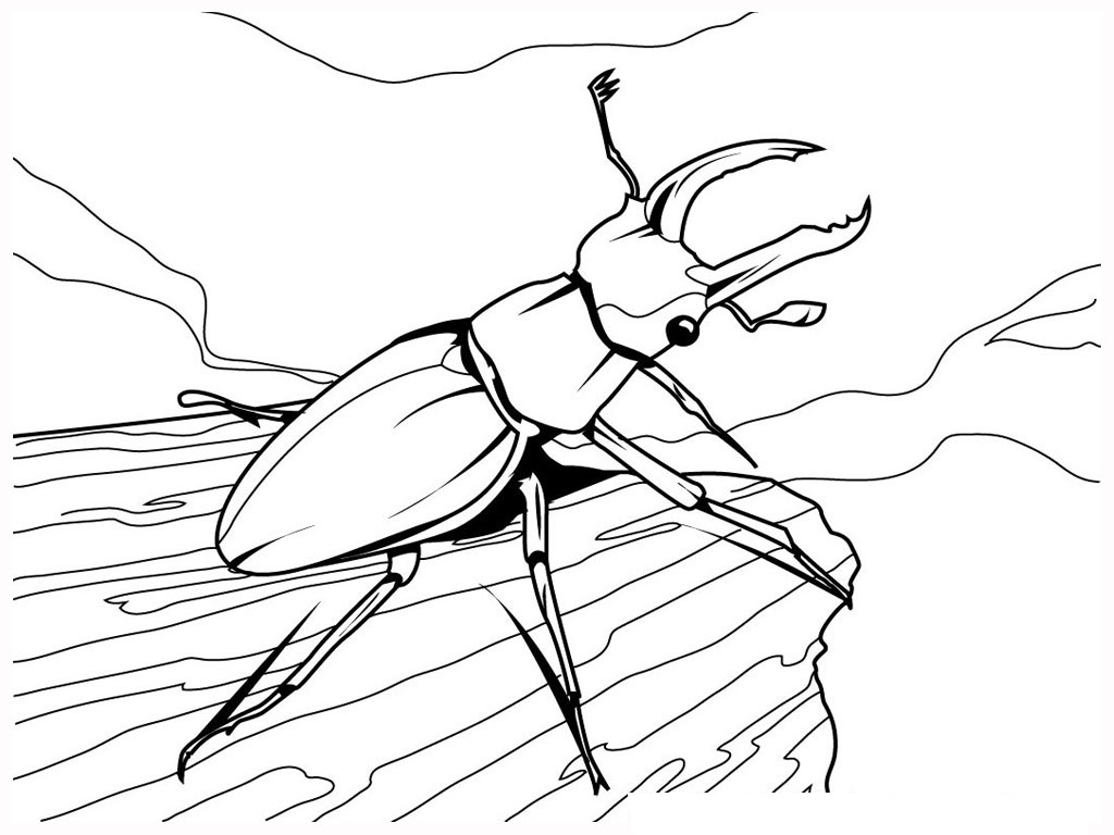 1024x768 Awesome Insects Coloring Pages Cool Book Galle