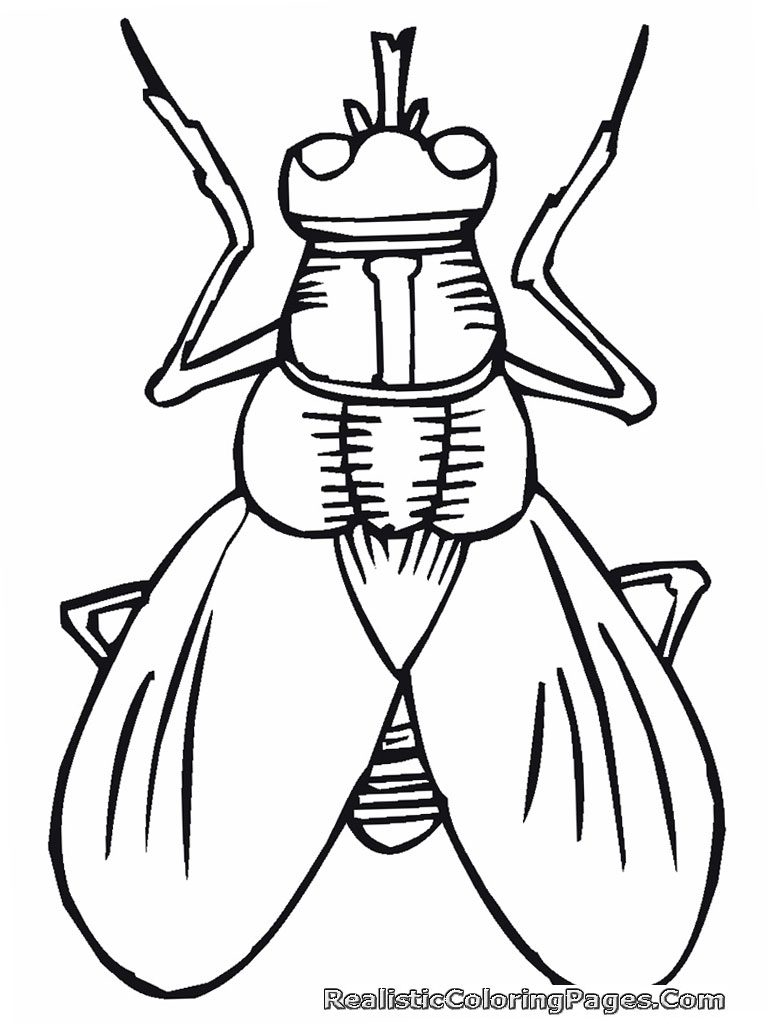 768x1024 Cartoon Insect Coloring Pages Cats Too Insects