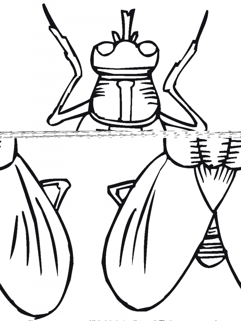 768x1024 Printable Bugs Bug Amp Insect Coloring Pages